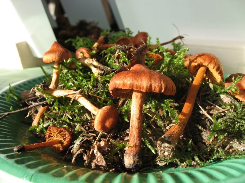 CORTINARIUS ULIGINOSUS EXPO 2006 